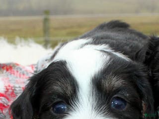 Toy Poodle dogs Toy Australian Shepherd Puppy 2 - Ad 23