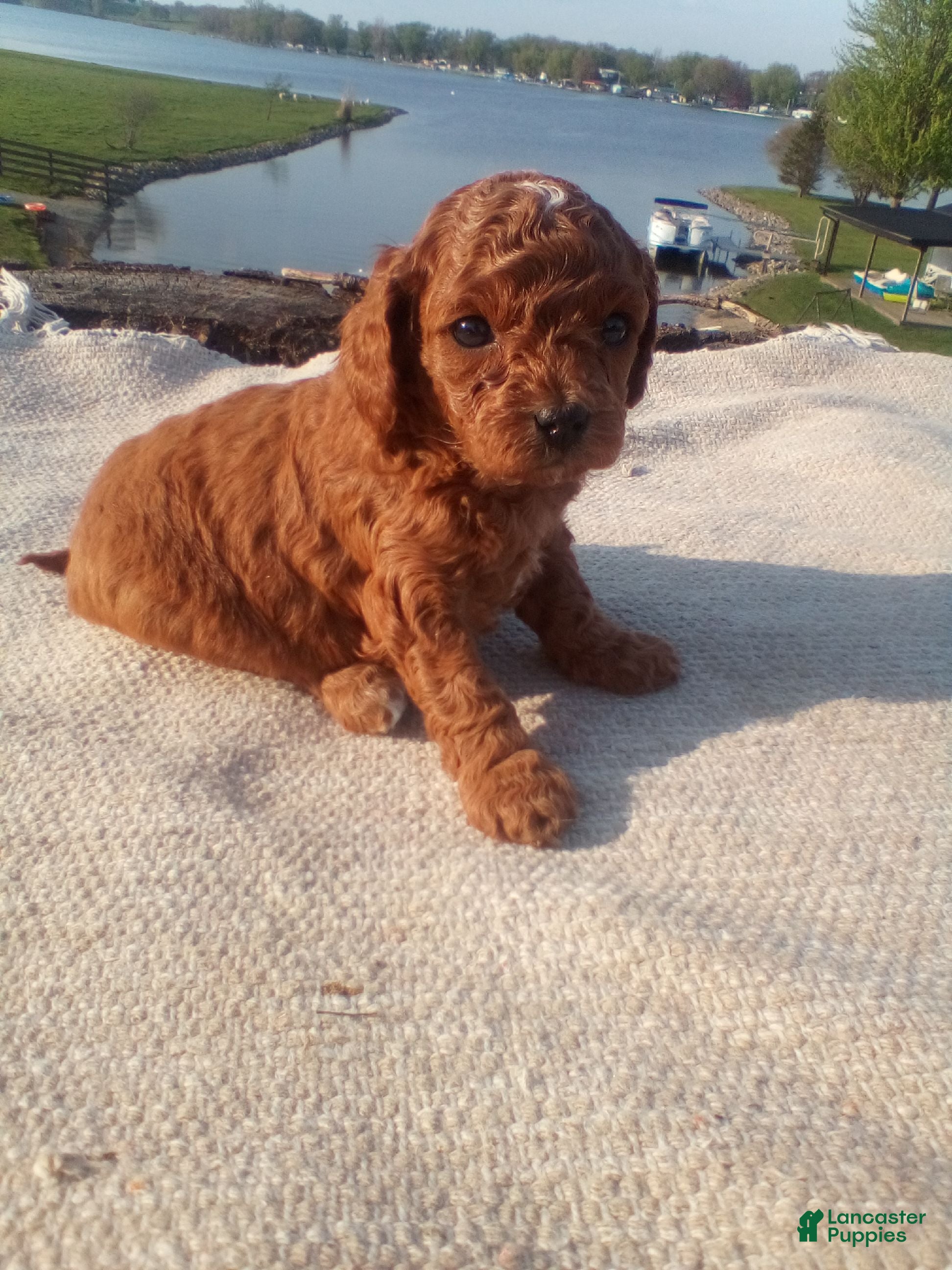 Cavapoo dogs Skye - Ad 10