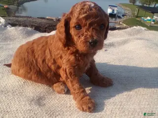 Cavapoo dogs Skye - Ad 10