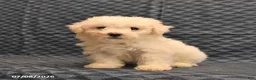 Bichon Frise dogs for sale: Isaac - Ad 3