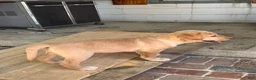 Labrador Retriever dogs for sale: Joy- Pink collar - Ad 3
