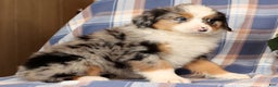 Australian Shepherd dogs for sale: Sally - Ad 2