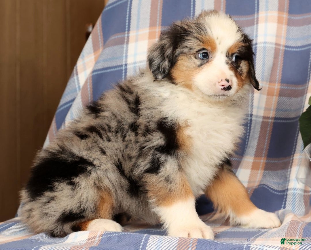 Australian Shepherd dogs for sale: Sally - Ad 2