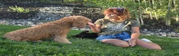 Mini Bernedoodle dogs for sale: Bear - Ad 5