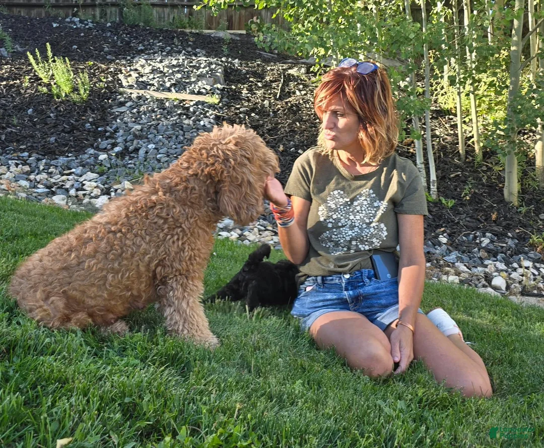 Mini Bernedoodle dogs for sale: Bear - Ad 5