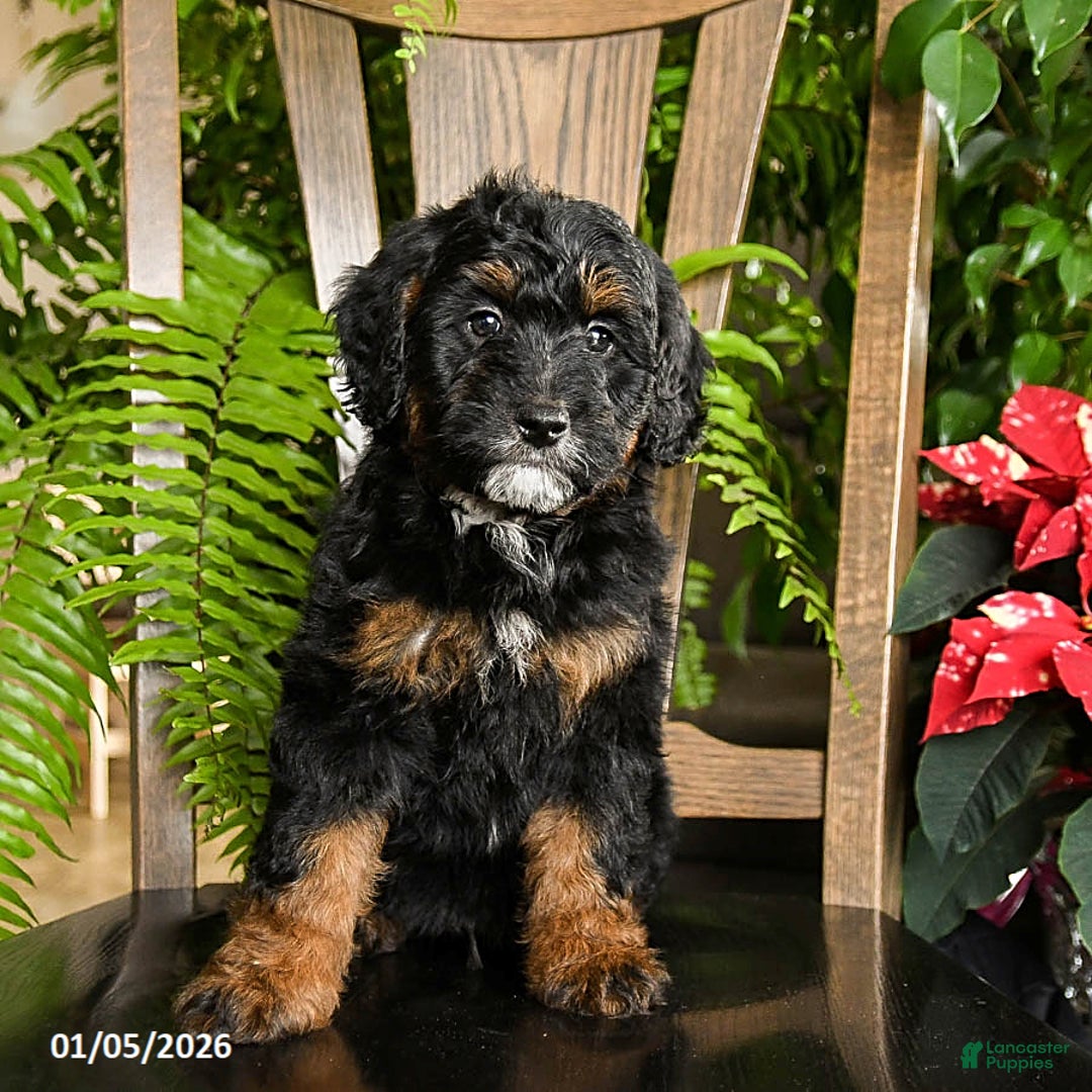 Mini Bernedoodle dogs for sale: Topper - Ad 5