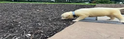 Labrador Retriever dogs for sale: Bear - Ad 3