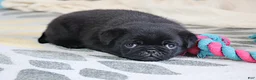 Pug dogs for sale: Greg - Ad 5