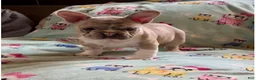 French Bulldog dogs for sale: French Bulldog 1 - Ad 10