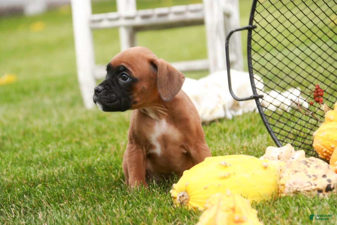 Boxer dogs for sale: Scarlet - Ad 7