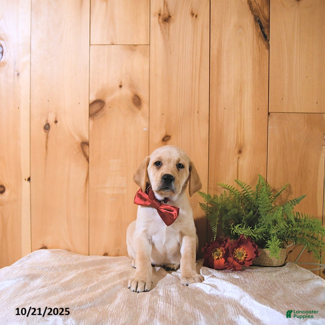 Labrador Retriever dogs for sale: Summer - Ad 7