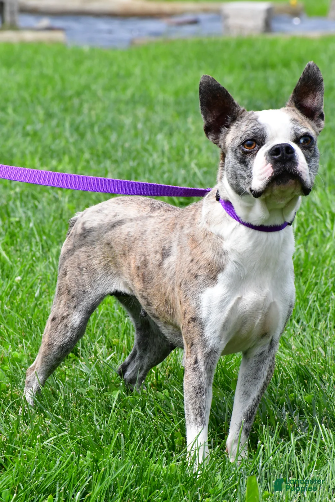 Boston Terrier dogs for sale: Liberty - Ad 4