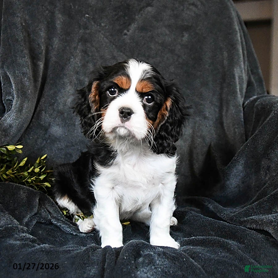 Cavalier King Charles Spaniel dogs for sale: Harley - Ad 2