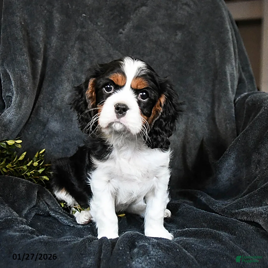 Cavalier King Charles Spaniel dogs for sale: Harley - Ad 1