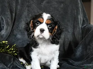 Cavalier King Charles Spaniel dogs for sale: Harley - Ad 2