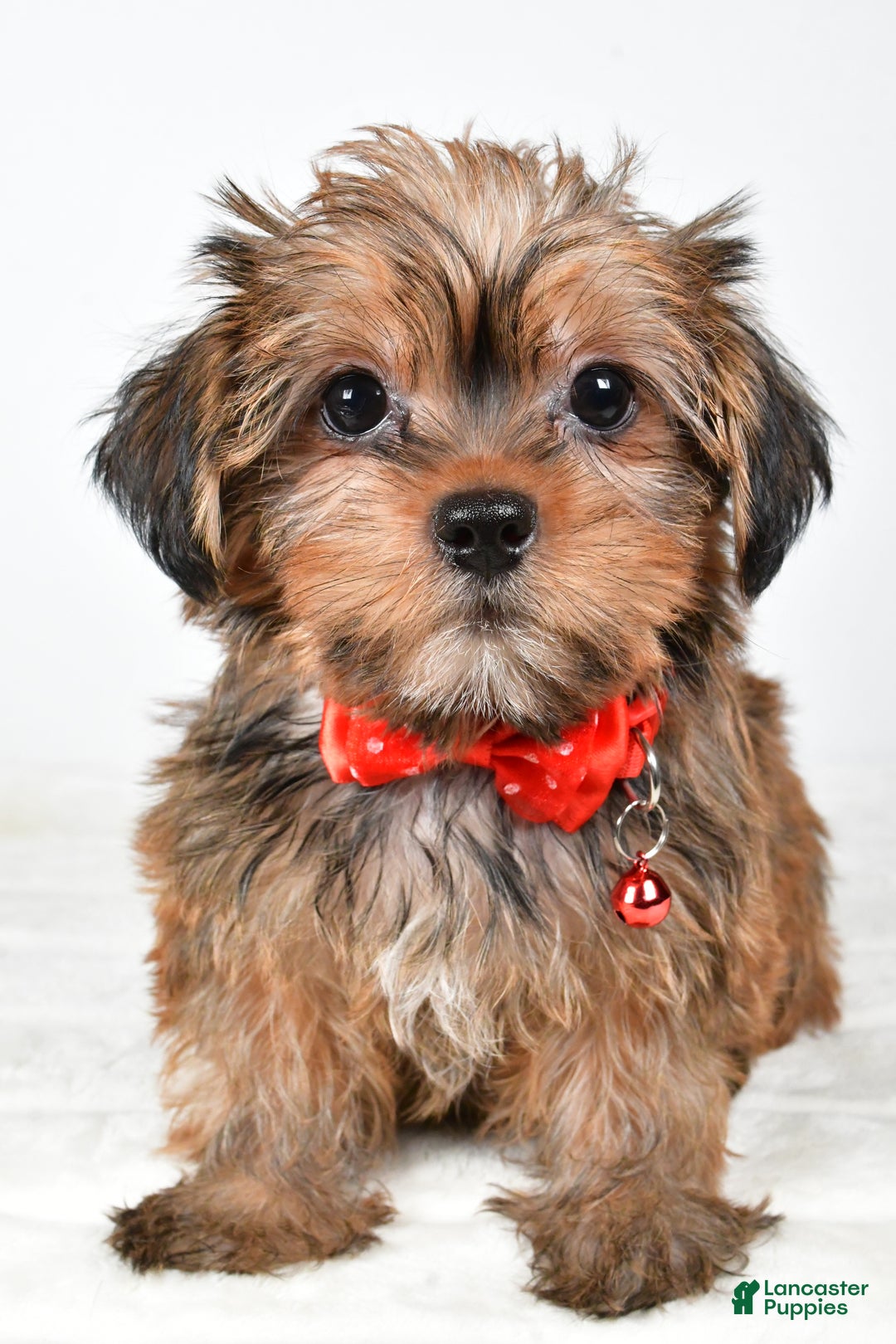 Shorkie dogs for sale: Pebbels - Ad 7