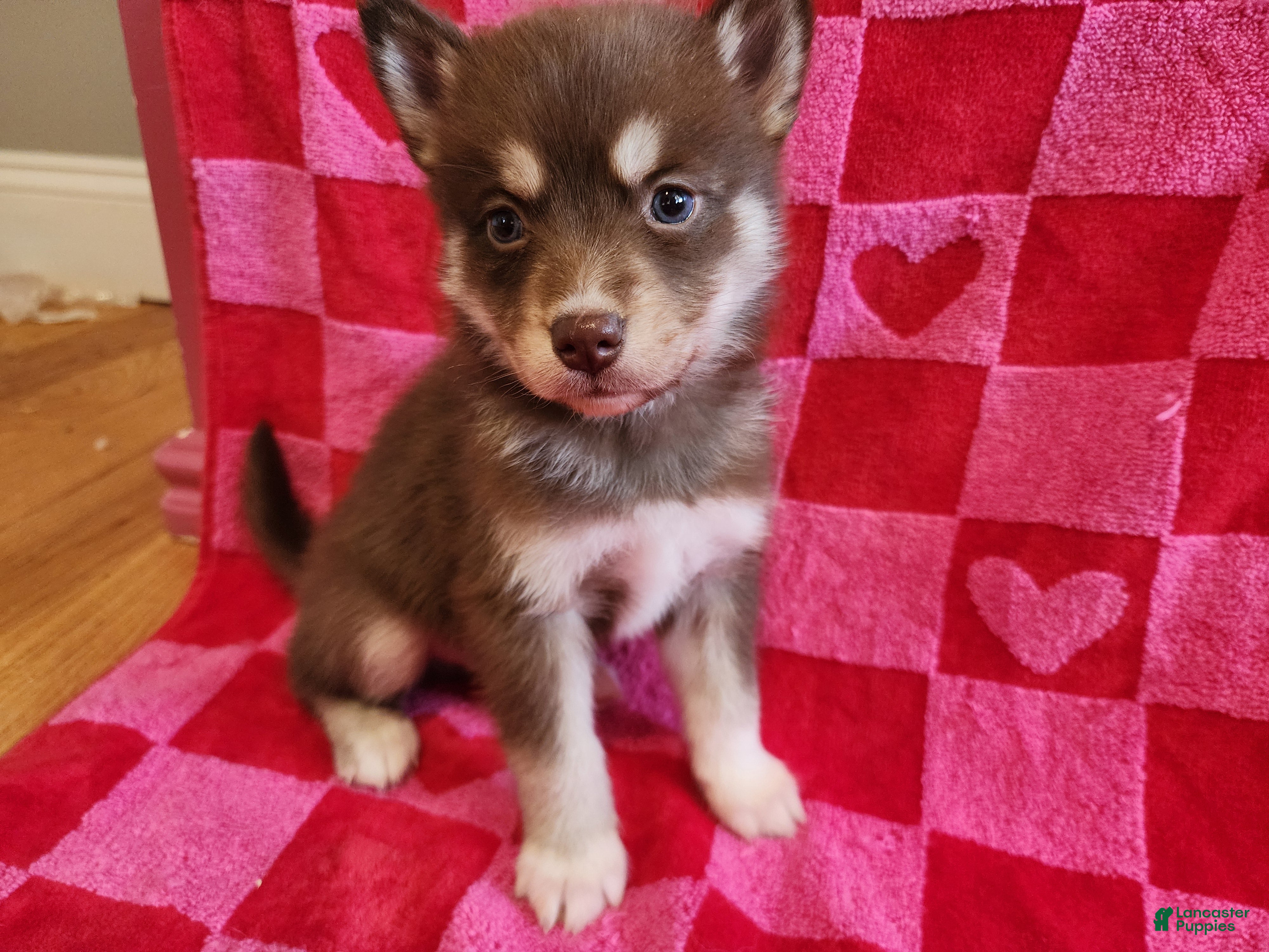 Pomsky dogs Yoshi - Ad 42