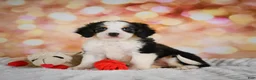 Mini Bernedoodle dogs for sale: Misty - Ad 4