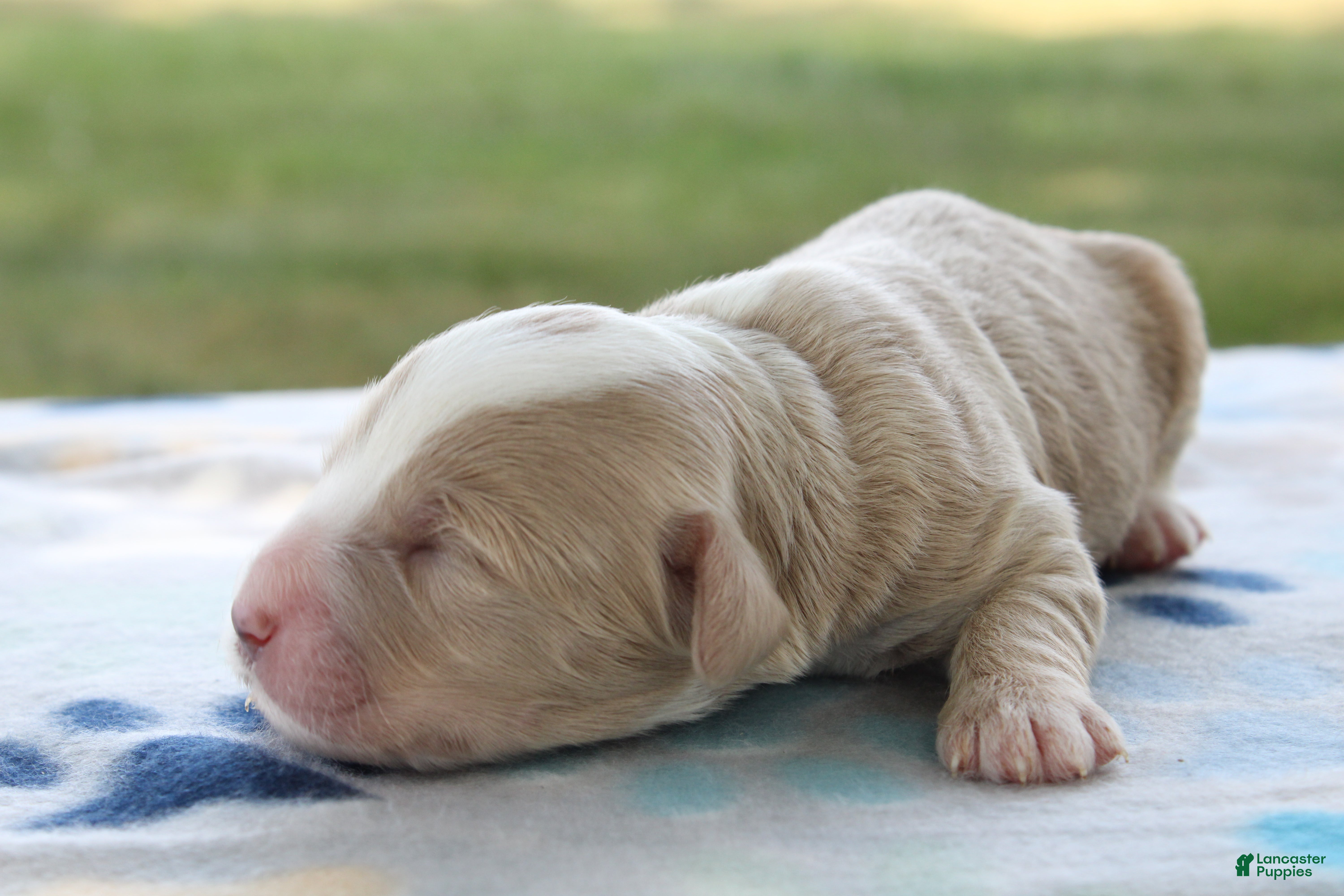 Mini Goldendoodle dogs Victor - Ad 2