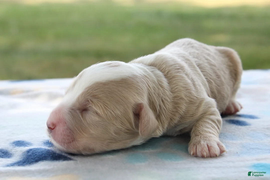 Mini Goldendoodle dogs for sale: Victor - Ad 2