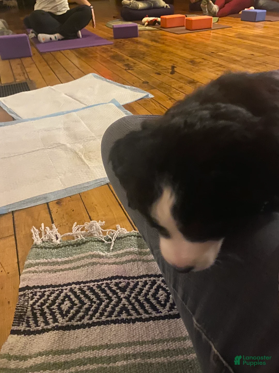 Bernedoodle dogs for sale: Bernedoodle Puppy 4 - Ad 8