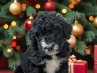Sheepadoodle dogs Bronson - Ad 4