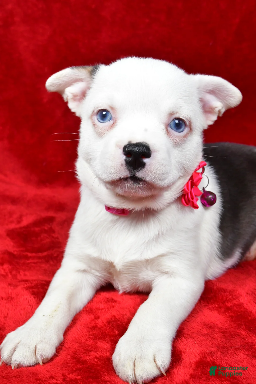 Mixed Breed dogs for sale: Lady - Ad 3