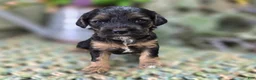 Cockapoo dogs for sale: Batty - Ad 28