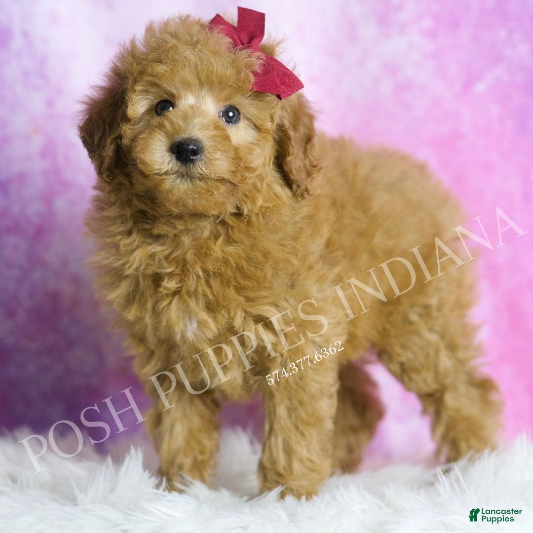 Miniature Poodle dogs for sale: Petunia - Ad 4