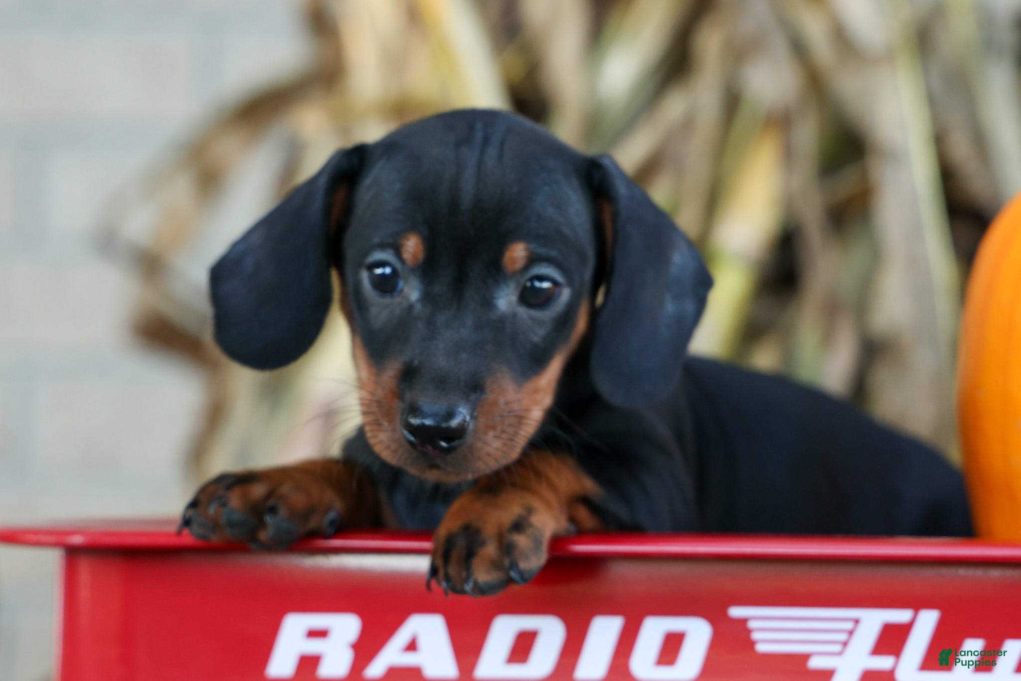 Miniature Dachshund dogs Zeke🐾 - Ad 1