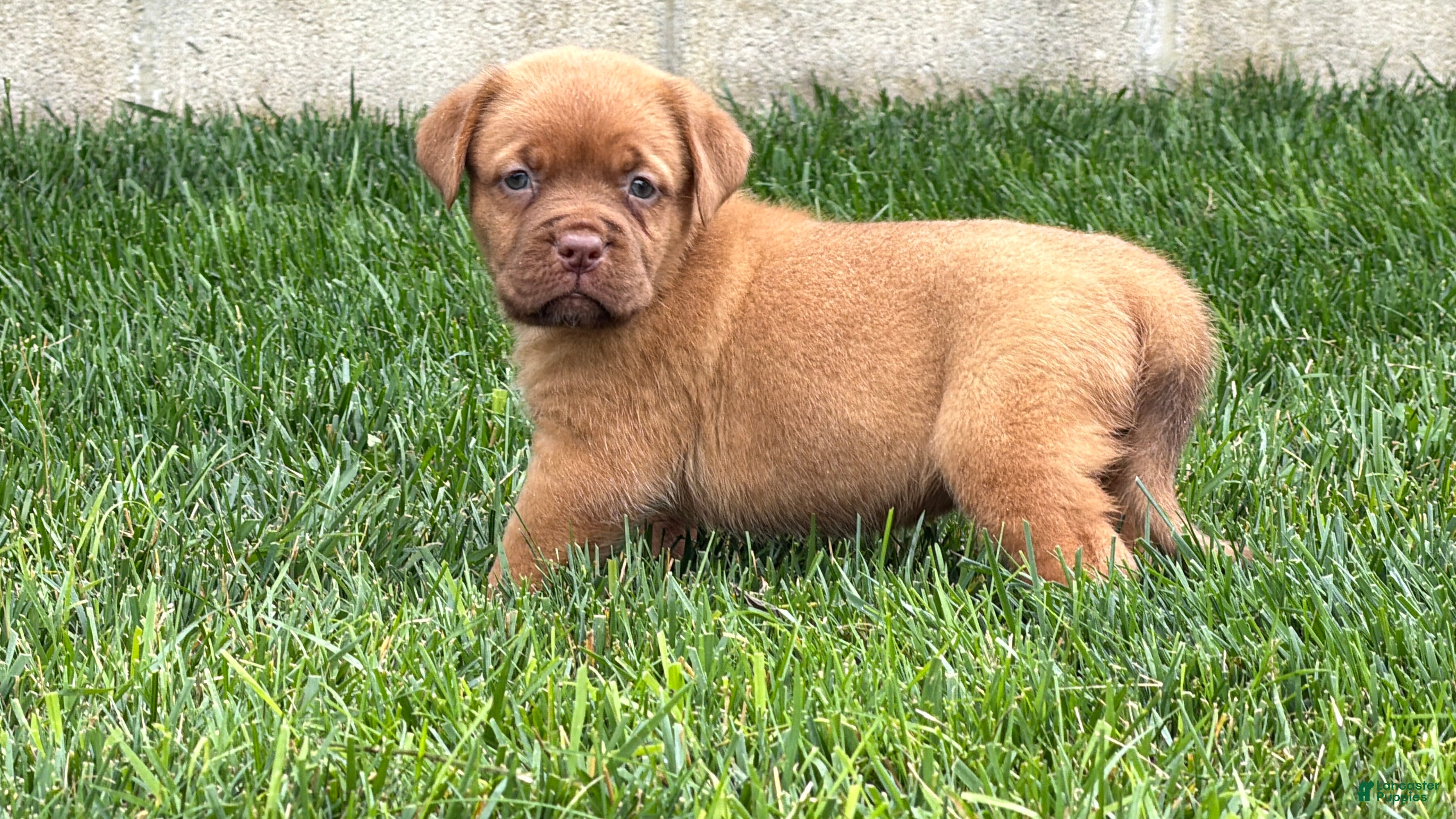 Dogue De Bordeaux dogs Babbles  - Ad 1