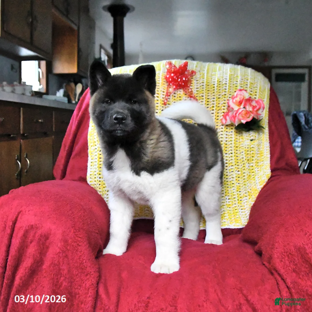 Akita dogs for sale: Betty   - Ad 1