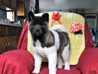 Akita dogs for sale: Betty - Ad 4