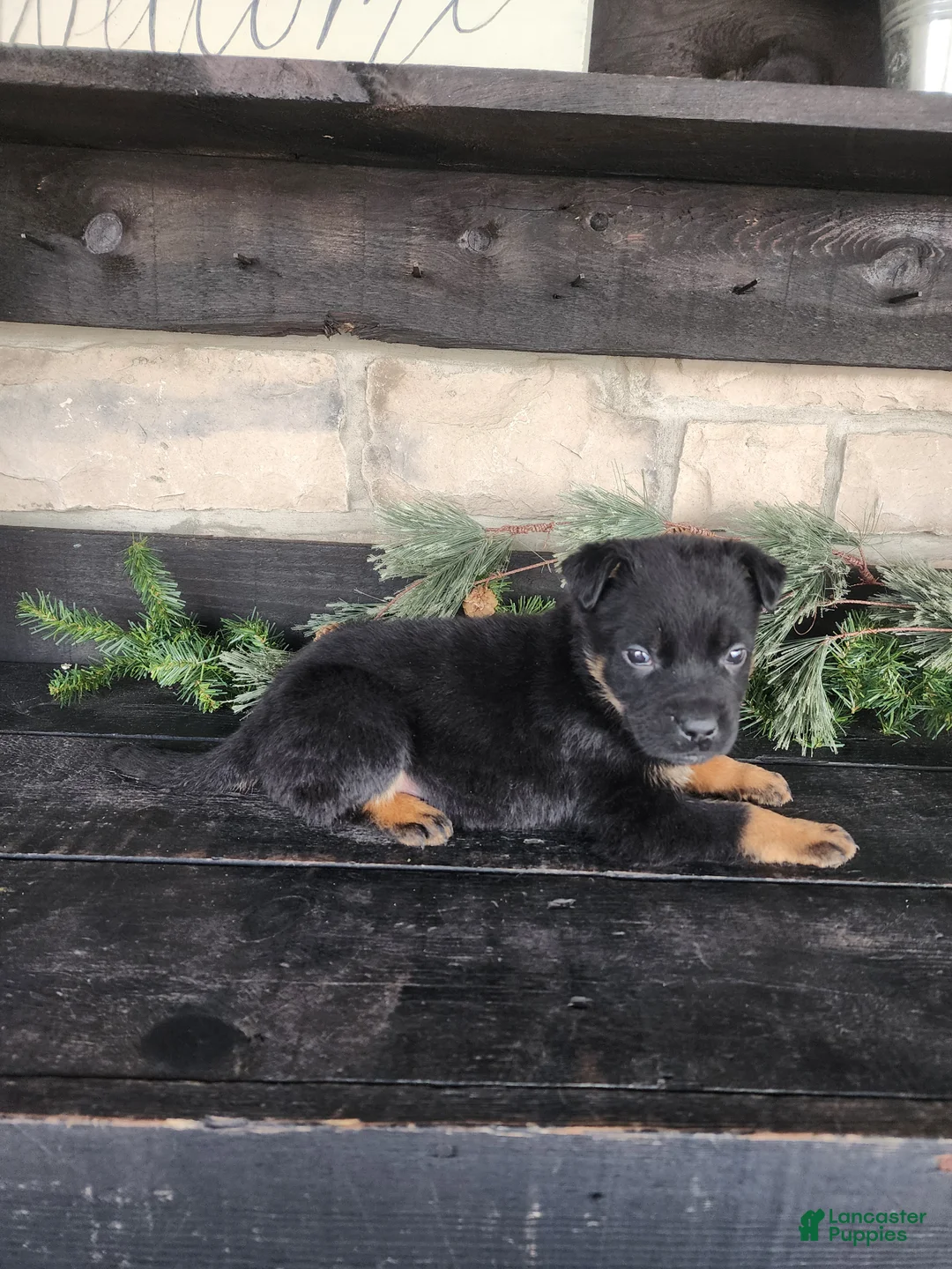 Mixed Breed dogs for sale: Rusty - Ad 8