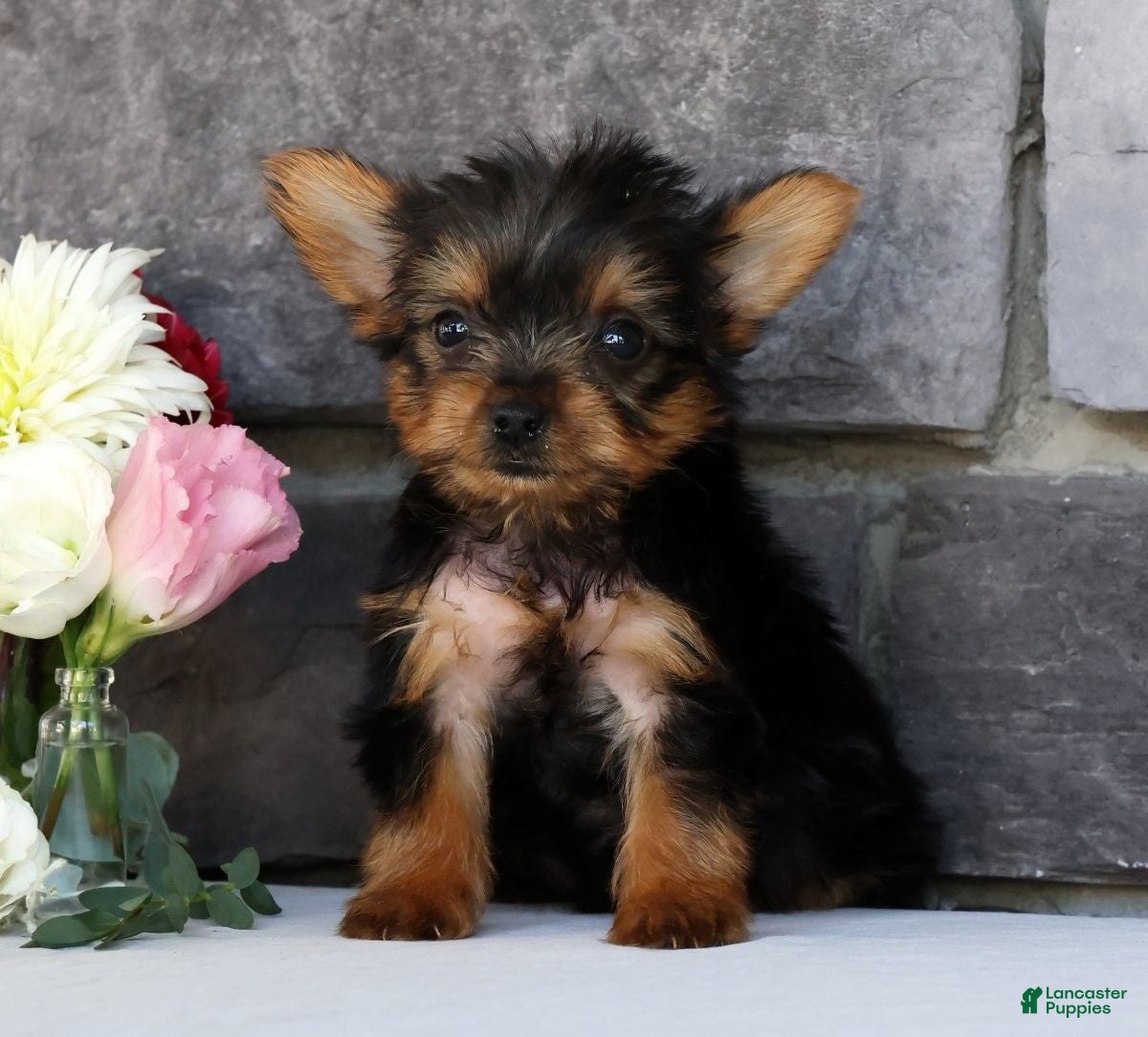 Morkie dogs Ollie - Ad 1