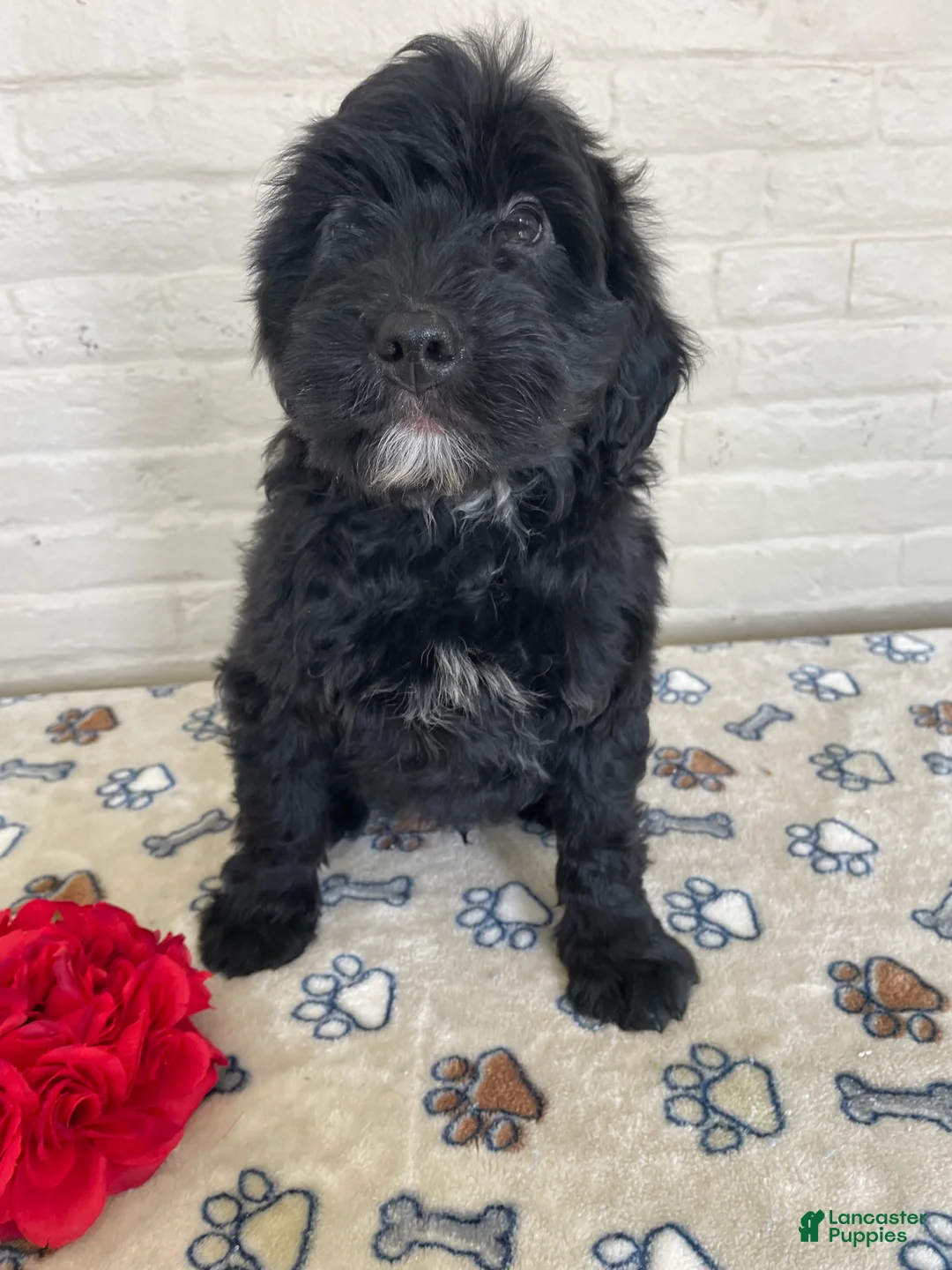 Mixed Breed dogs for sale: Dexter - Ad 4