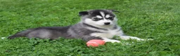 Siberian Husky dogs for sale: Diesel - Ad 5