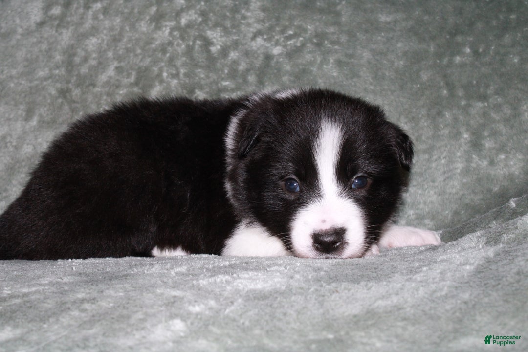 Mixed Breed dogs for sale: Indigo - Ad 1