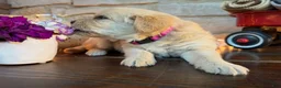 Labradoodle dogs for sale: Chloe (Girl) - Ad 3