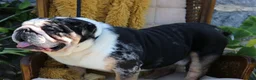 English Bulldog dogs for sale: Dominic - Ad 7