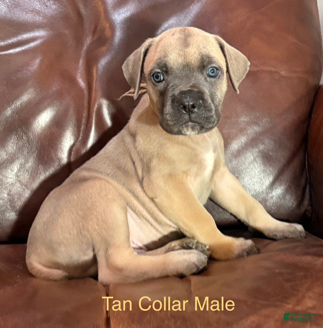 Cane Corso dogs for sale: Tan Collar M Cane Corso Puppy - Ad 3