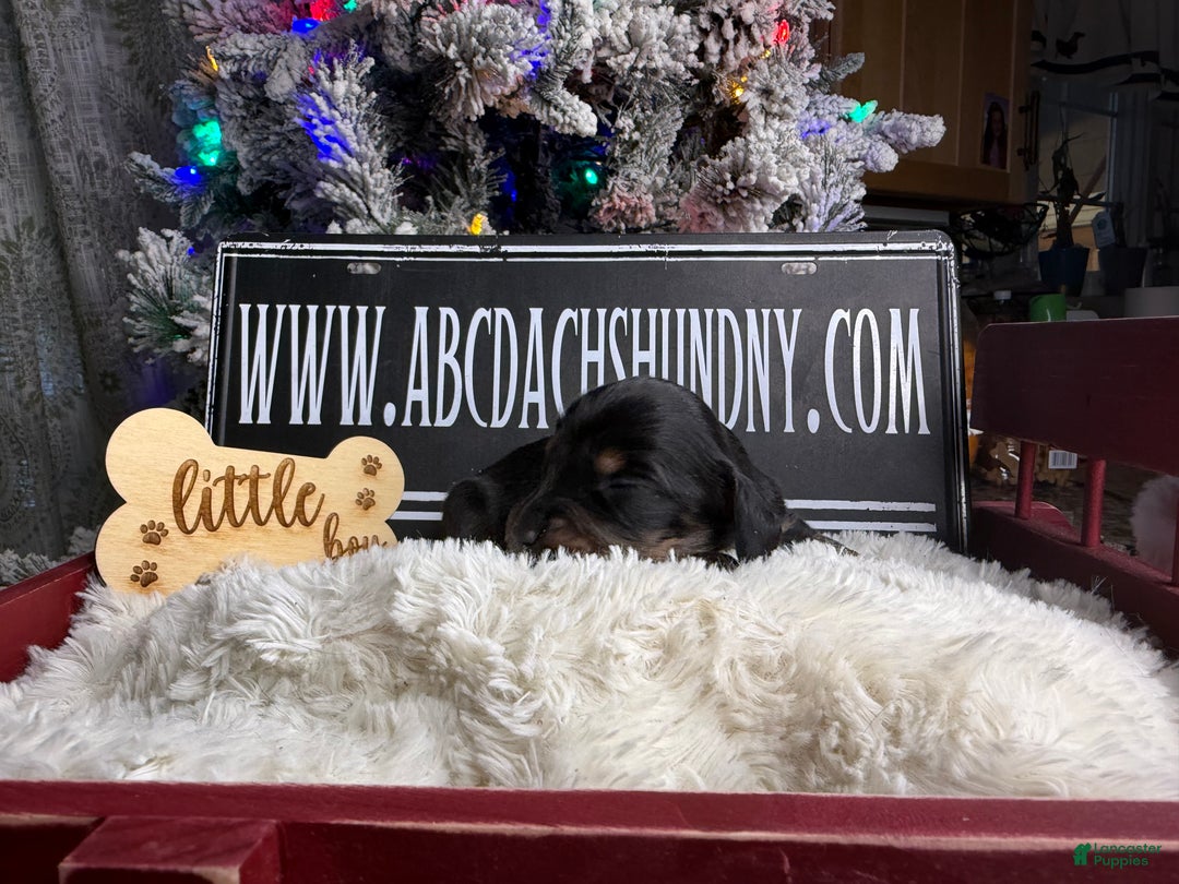 Dachshund dogs for sale: Standard black and tan dapple - Ad 18