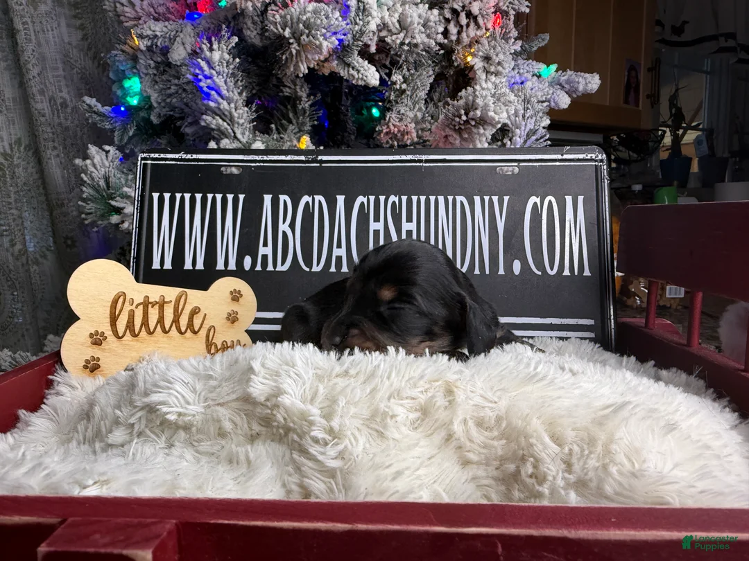 Dachshund dogs for sale: Chocolate mini long coat - Ad 24