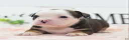 Mixed Breed dogs for sale: Queen - Ad 31