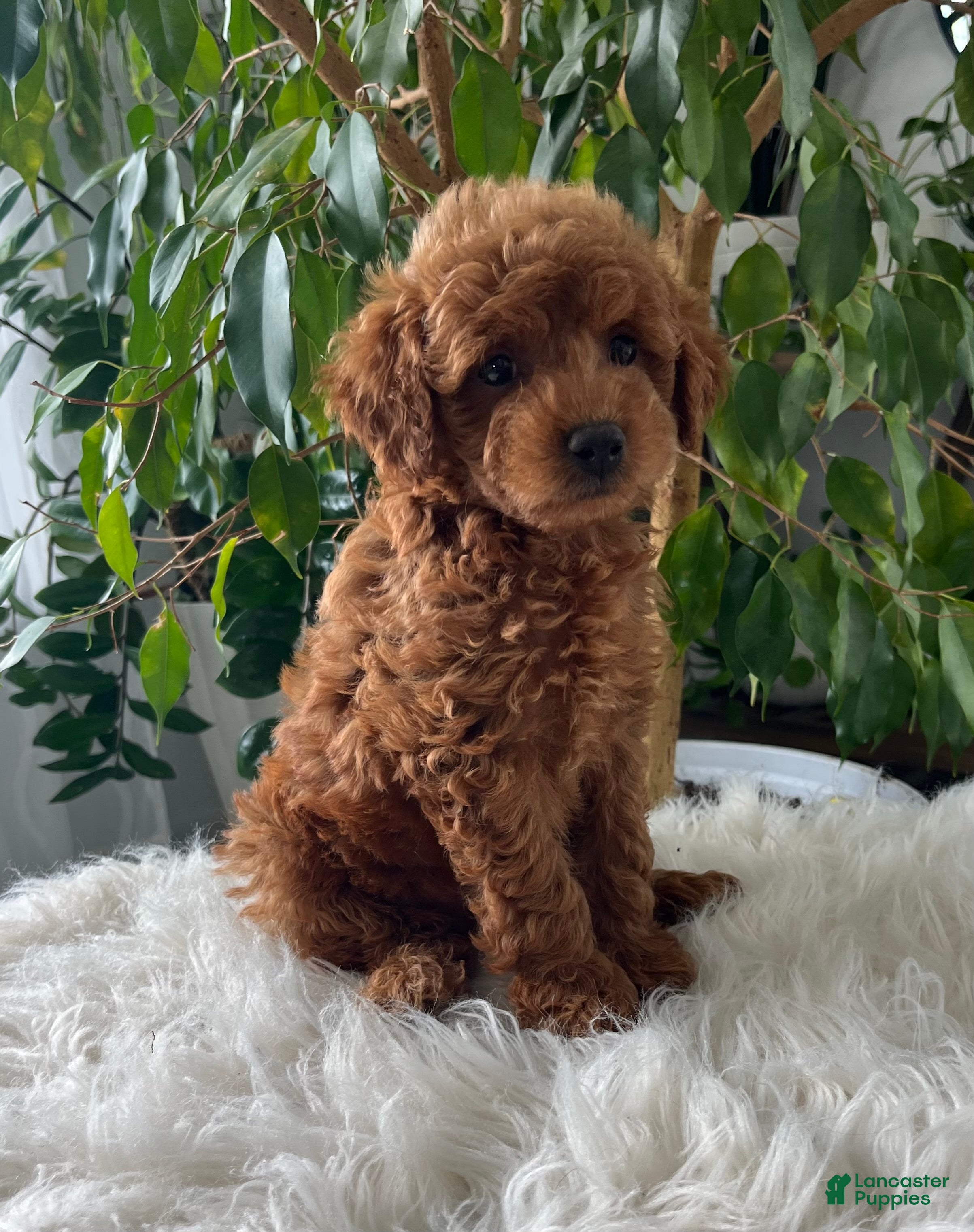 Mini Goldendoodle dogs Como  - Ad 2
