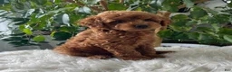 Mini Goldendoodle dogs for sale: Como  - Ad 2