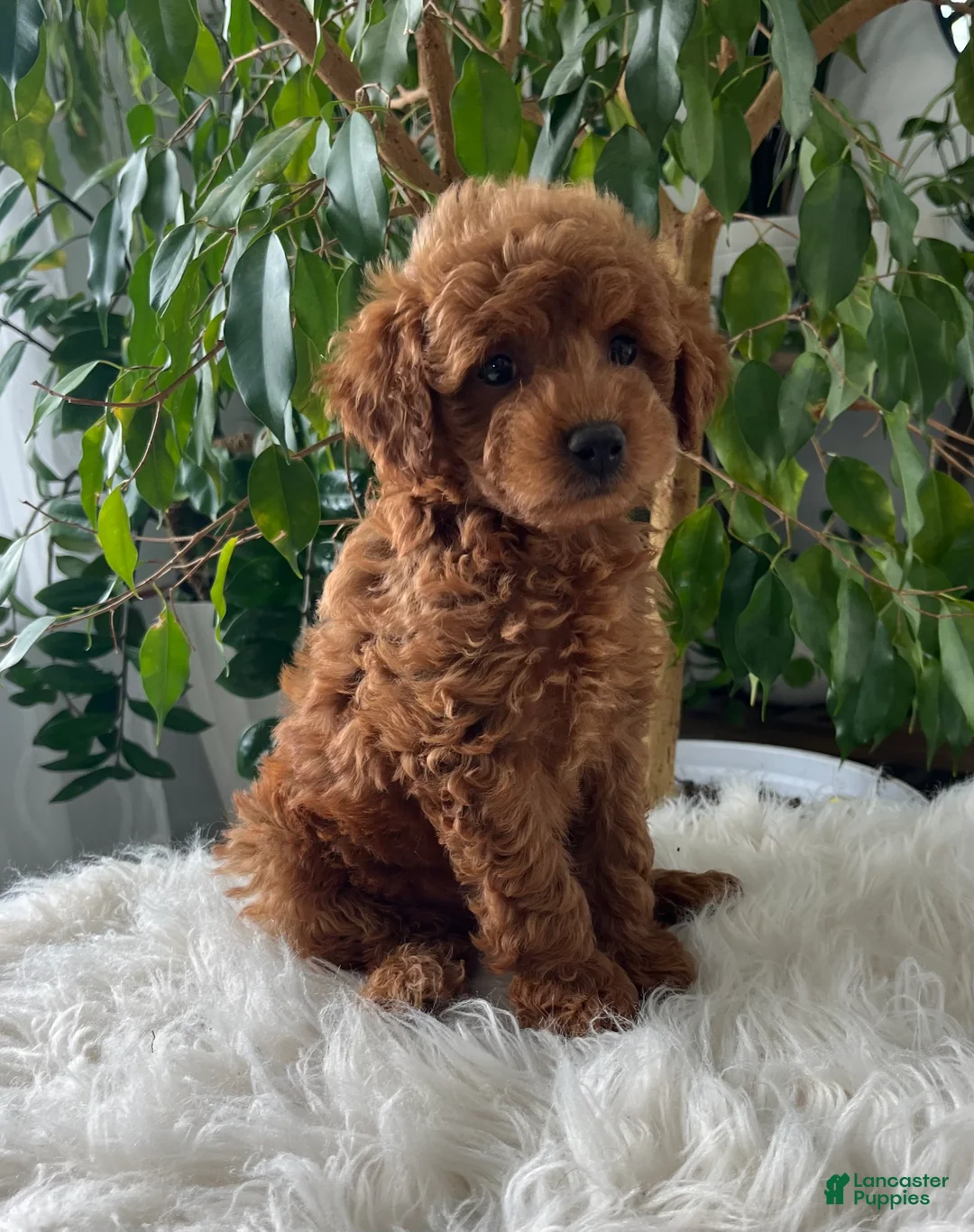 Mini Goldendoodle dogs for sale: Como  - Ad 2