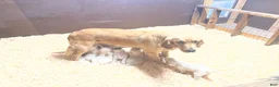 Golden Retriever dogs for sale: Peach - Ad 3