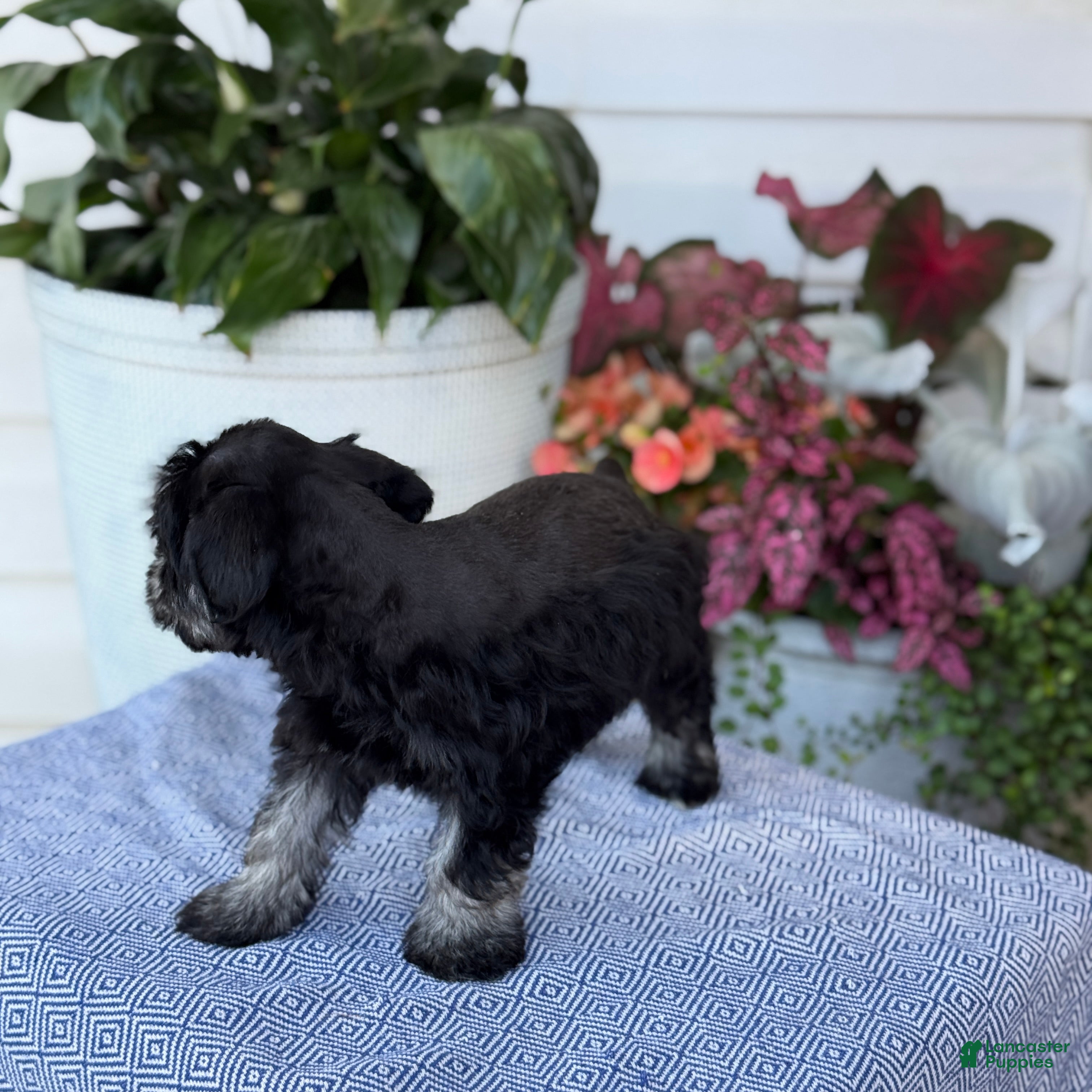 Miniature Schnauzer dogs Lorri - Ad 2