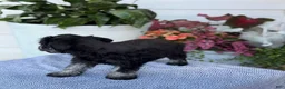 Miniature Schnauzer dogs for sale: Lorri - Ad 2